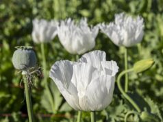 Novità in cornice: Licenza di fiorire