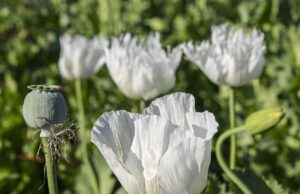 Novità in cornice: Licenza di fiorire