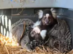 ‘The Monkey Whisperer’: uomo della Florida arrestato per commercio illegale di animali esotici