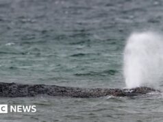 Una balena nuota al largo di un banco di sabbia dopo il grande intervento di salvataggio tedesco sulla costa baltica