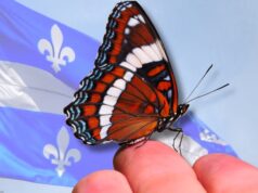 Perché questa farfalla potrebbe presto diventare il primo insetto emblema del Quebec