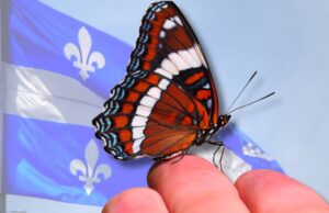 Perché questa farfalla potrebbe presto diventare il primo insetto emblema del Quebec