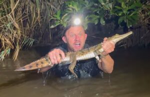 #TheMoment un australiano ha salvato un coccodrillo