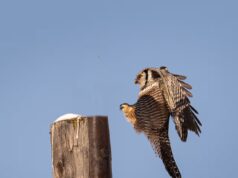 Dimentica la piña colada sulle spiagge calde. Questi uccelli delle nevi preferiscono il binocolo e i gufi nelle praterie canadesi ghiacciate