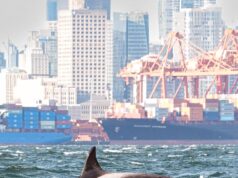 3 orche non identificate avvistate nel porto di Vancouver mai documentate prima nel BC