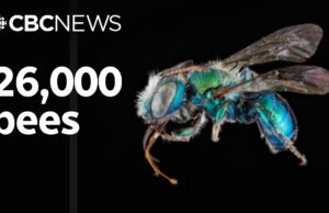 Più api di quanto avessimo mai pensato esistessero