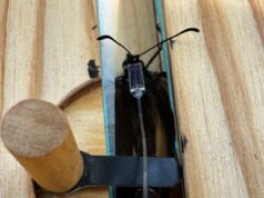 Come il tuo smartphone potrebbe aiutarti a svelare il mistero della migrazione della farfalla monarca dal Messico