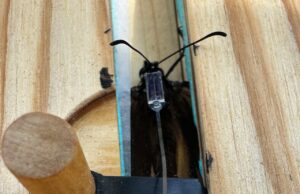 Come il tuo smartphone potrebbe aiutarti a svelare il mistero della migrazione della farfalla monarca dal Messico