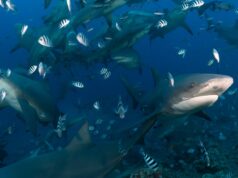 Si scopre che questi squali possono fare amicizia e avere una vita sociale, secondo un nuovo studio