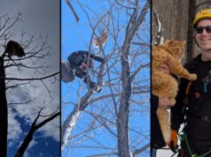 Un arboricoltore salva un gatto da un albero alto 8 piani nella zona est di Ottawa