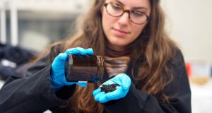 Un nuovo studio rileva che i campi in erba artificiale nell’space metropolitana di Vancouver rilasciano sostanze chimiche dannose per il salmone