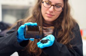 Un nuovo studio rileva che i campi in erba artificiale nell’space metropolitana di Vancouver rilasciano sostanze chimiche dannose per il salmone