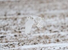 Gufi delle nevi, lontre giganti e squali martello considerati oggetto di maggiore protezione alla conferenza delle Nazioni Unite