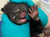 TheMoment un cucciolo di orso è stato salvato dai volontari della BC