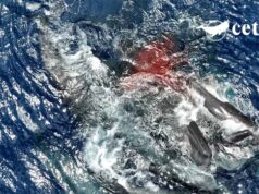 Gli scienziati hanno catturato un raro video della nascita di un capodoglio. Cosa hanno imparato da quel momento straordinario