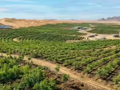L’Arabia Saudita ripristina 1 milione di ettari di terreno e pianta oltre 159 milioni di alberi nell’ambito di un’iniziativa verde