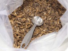 La grande scommessa di Ottawa sulla più grande fattoria di grilli del mondo si è scontrata con un semplice problema: il “fattore schifo”