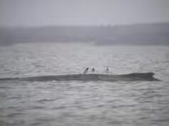 Balena fatta! Il randagio baltico fugge sguazzando, nuota di nuovo libero