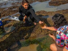 L’ingrediente oceanico non sfruttato dell’India: l’aumento delle alghe autoctone