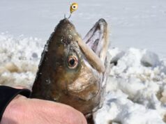 Le high 15 pour la truite mouchetée sous la glace