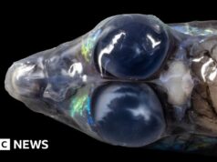 Immagini spettacolari rivelano creature marine e coralli unici al largo delle isole dei Caraibi