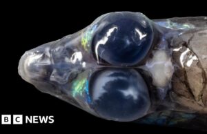 Immagini spettacolari rivelano creature marine e coralli unici al largo delle isole dei Caraibi