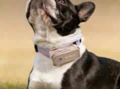 SATELLAI Collar sta ampliando i confini della sicurezza e dell’assistenza sanitaria dei cani con PetSense AI
