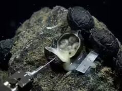 6.200 metri sotto l’Oceano Pacifico: gli scienziati aprono “uova” nere e fanno una scoperta scioccante