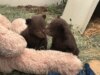 Cuccioli di orso presi in cura dopo che la mamma è stata soppressa per aver attaccato le persone