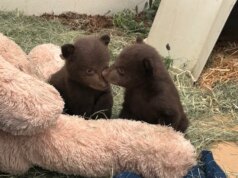 Cuccioli di orso presi in cura dopo che la mamma è stata soppressa per aver attaccato le persone