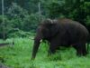Elezioni dell’Assemblea del Kerala 2026: incursioni della fauna selvatica, una questione di raccolta voti in molte circoscrizioni elettorali