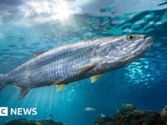 Il declino delle popolazioni ittiche migratorie spinge alla lotta per la protezione