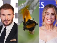 David Beckham e Stacey Solomon hanno avvertito che l’apicoltura delle celebrità “potrebbe fare più male che bene”