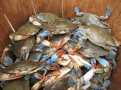 Nella baia di Chesapeake, la causa principale di morte dei granchi azzurri: gli adulti