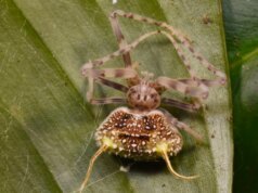 Il ragno di “Final of Us” finge di essere un fungo zombi ed è stranamente geniale