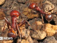 Una formica per 220 dollari: la nuova frontiera del traffico di animali selvatici