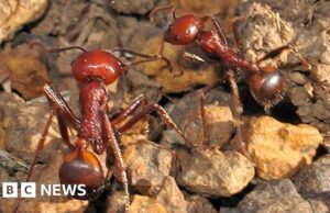 Una formica per 220 dollari: la nuova frontiera del traffico di animali selvatici