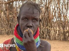 Alla disperata ricerca di cibo, i keniani colpiti dalla siccità si rivolgono all’albero di pan di zenzero