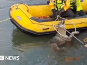 Guarda: Lupo momentaneamente salvato dal canale nel nord Italia