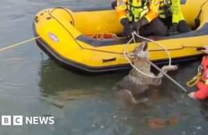 Guarda: Lupo momentaneamente salvato dal canale nel nord Italia