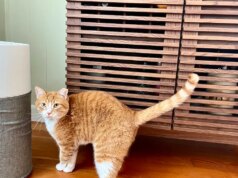 Consiglio questo purificatore d’aria a tutti i genitori di animali domestici e costa $ 100