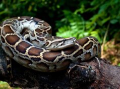 Il sangue di pitone potrebbe dare il through alla prossima grande innovazione nella perdita di peso