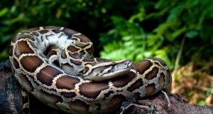 Il sangue di pitone potrebbe dare il through alla prossima grande innovazione nella perdita di peso