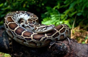 Il sangue di pitone potrebbe dare il through alla prossima grande innovazione nella perdita di peso