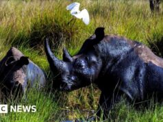 Quarant’anni dopo l’ultimo bracconaggio, i rinoceronti sono tornati allo stato selvatico in Uganda
