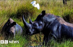 Quarant’anni dopo l’ultimo bracconaggio, i rinoceronti sono tornati allo stato selvatico in Uganda