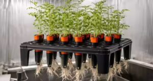 I ceci possono crescere sul suolo lunare? Un nuovo studio rivela risultati sorprendenti per l’agricoltura spaziale