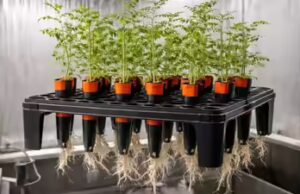 I ceci possono crescere sul suolo lunare? Un nuovo studio rivela risultati sorprendenti per l’agricoltura spaziale