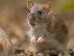 I topi riusciranno a salvare gli astronauti su Marte? Gli scienziati scoprono una sorprendente soluzione per il health nello spazio