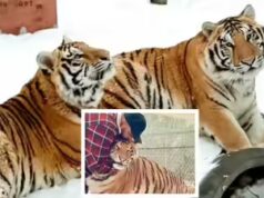 Un uomo canadese ha chiesto di rimuovere due tigri da una proprietà residenziale, cube “conosciamo la loro personalità”